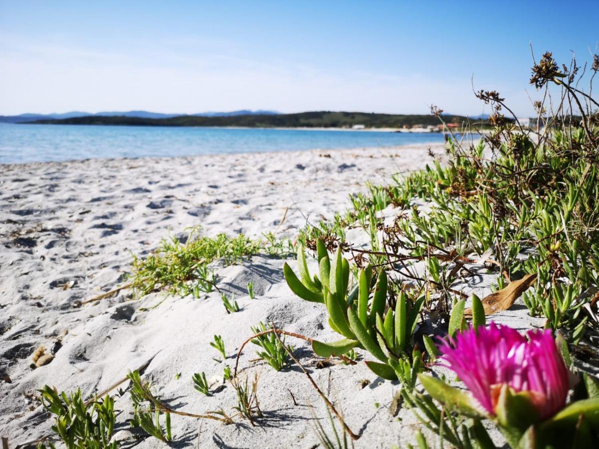 Insardinia House Trilocale A 200Mt Dalla Spiaggia 奧爾比亞 外观 照片